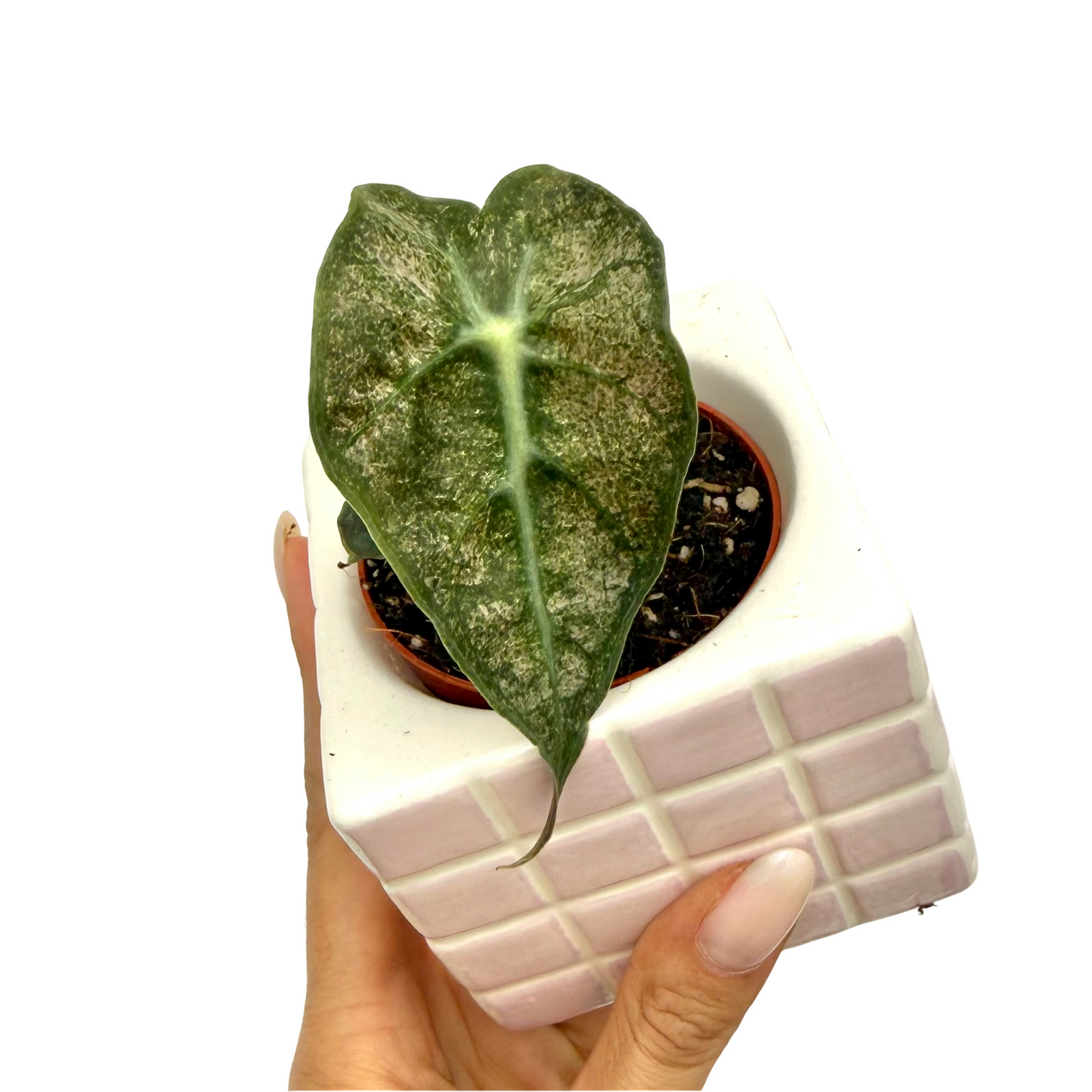 Alocasia Polly Variegata Mint