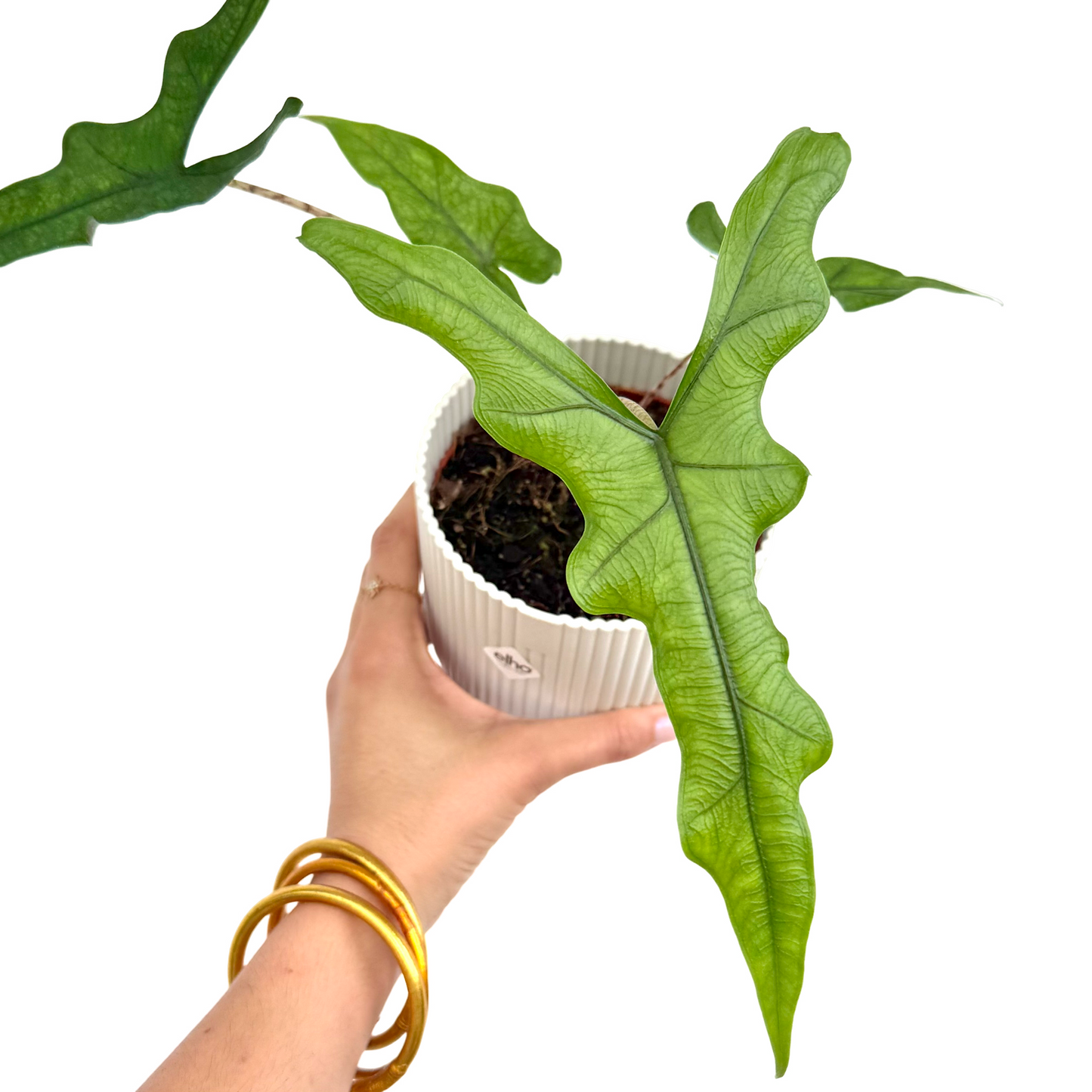 Alocasia 'Sabrina'