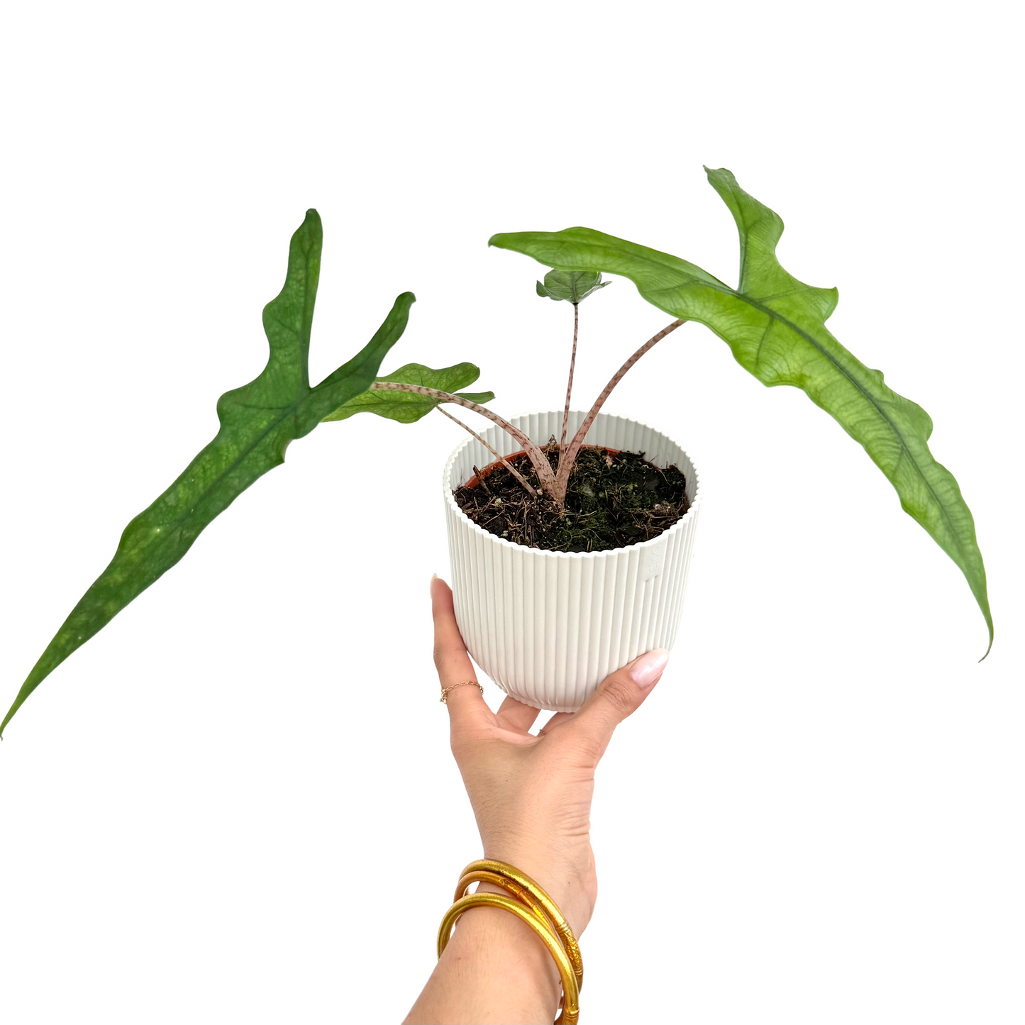 Alocasia 'Sabrina'