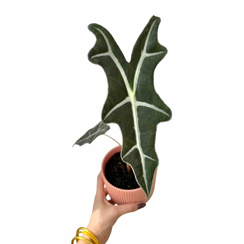 Alocasia Sanderiana Nobilis
