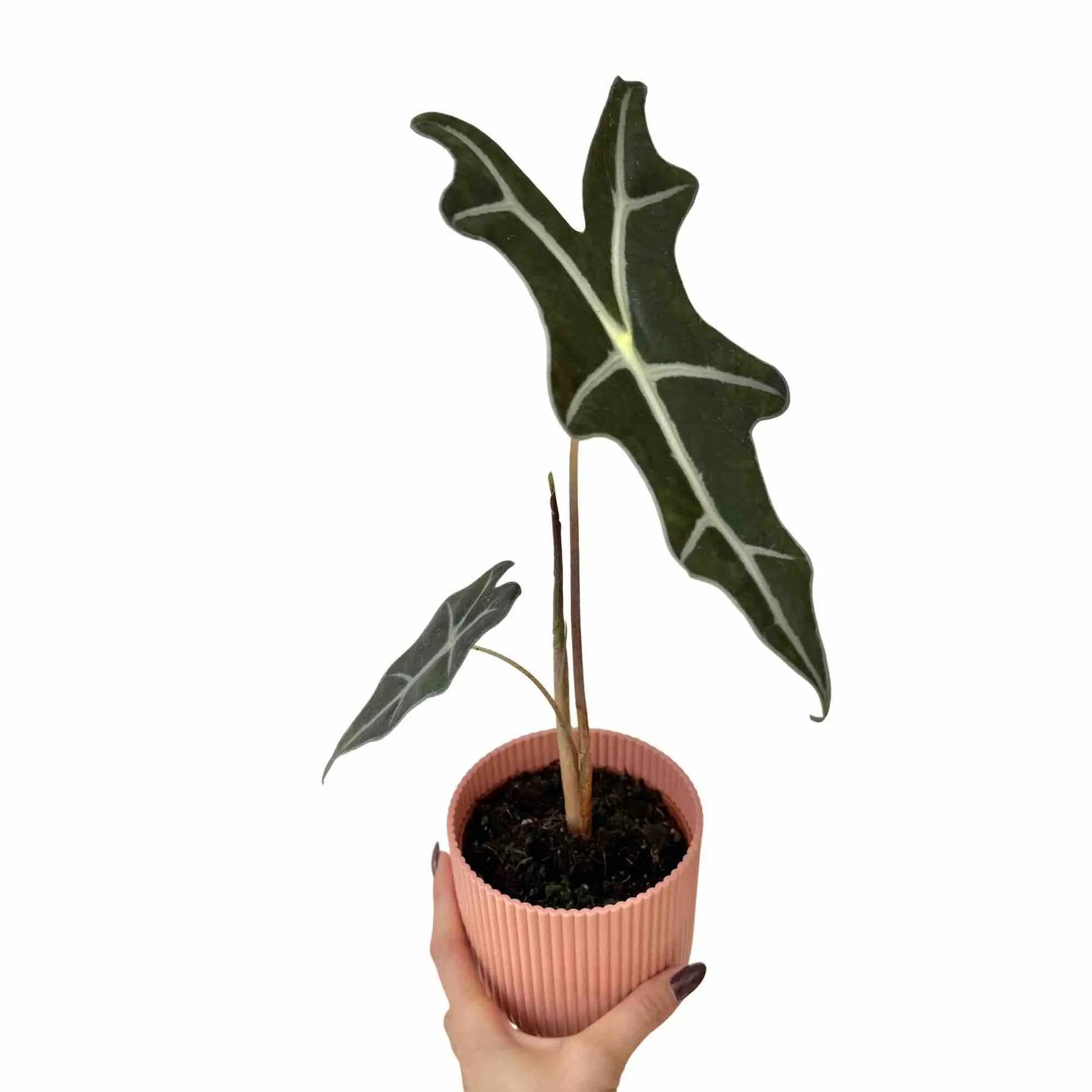 Alocasia Sanderiana Nobilis - plantandstories