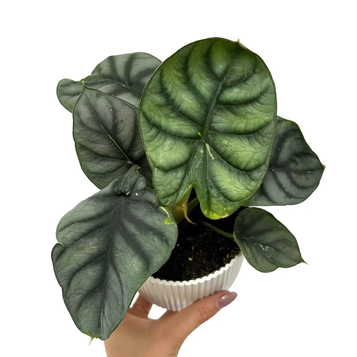 Alocasia Silver Dragon aux feuilles vert foncé texturées et nervurées, plantée dans un pot blanc cannelé
