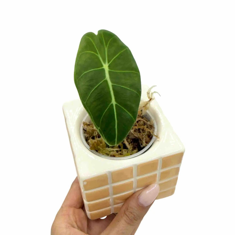 Alocasia Suhirmaniana