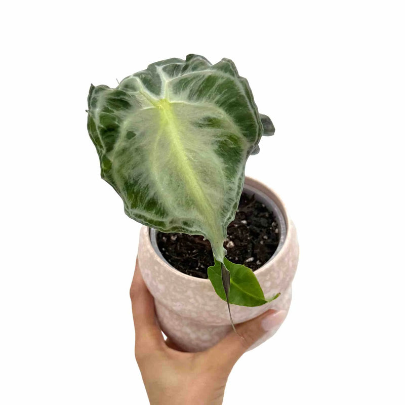 Alocasia Venom