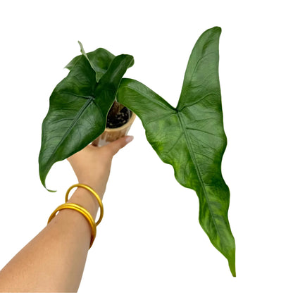 Alocasia Zebrina