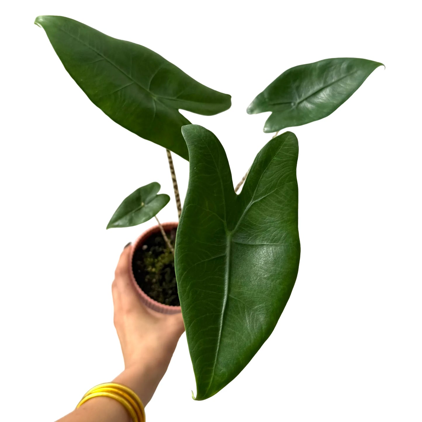Alocasia Zebrina