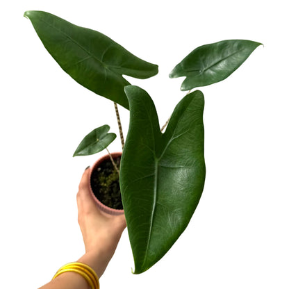 Alocasia Zebrina
