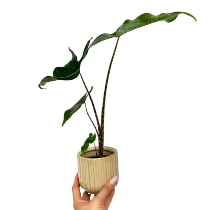 Alocasia Zebrina