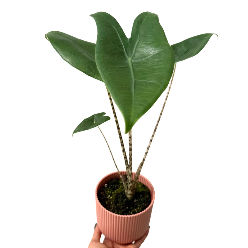 Alocasia Zebrina