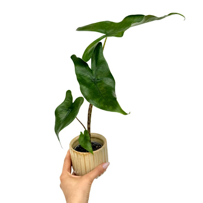 Alocasia Zebrina
