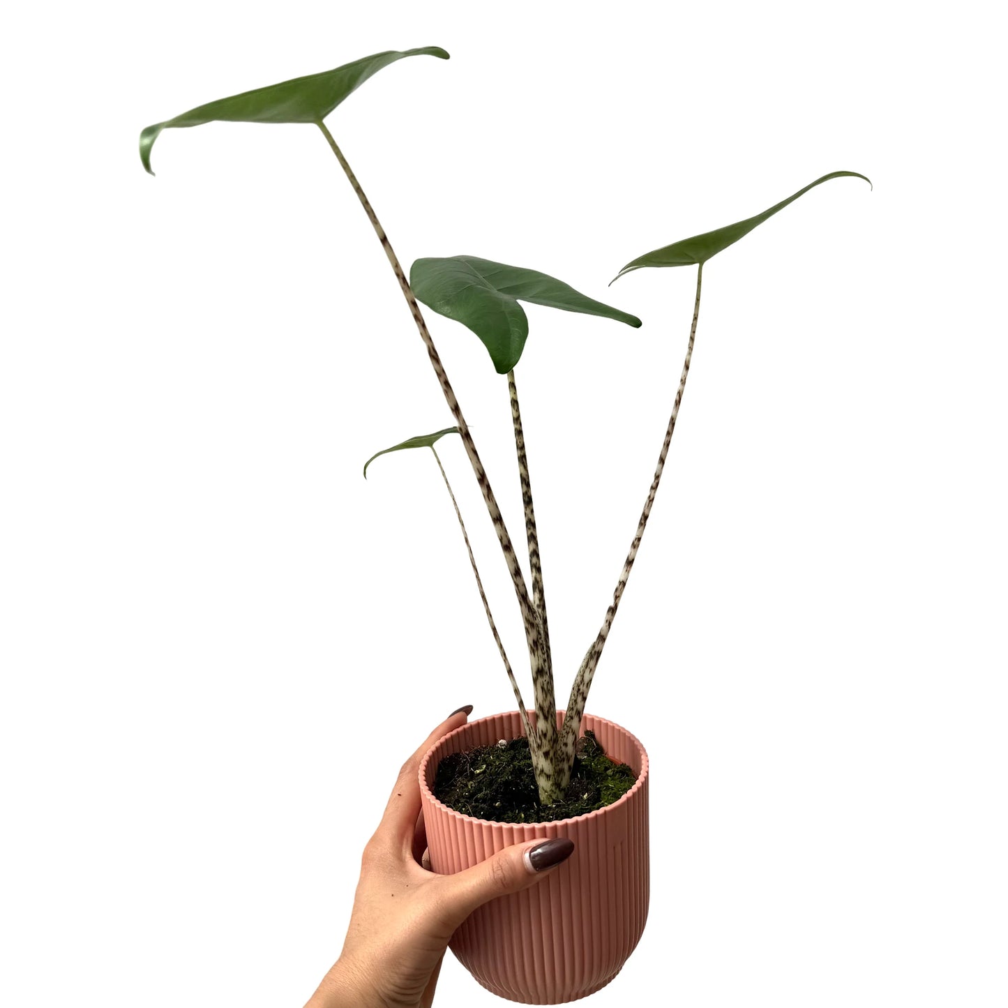 Alocasia Zebrina 9cm Pot French Production Quality – plantandstories