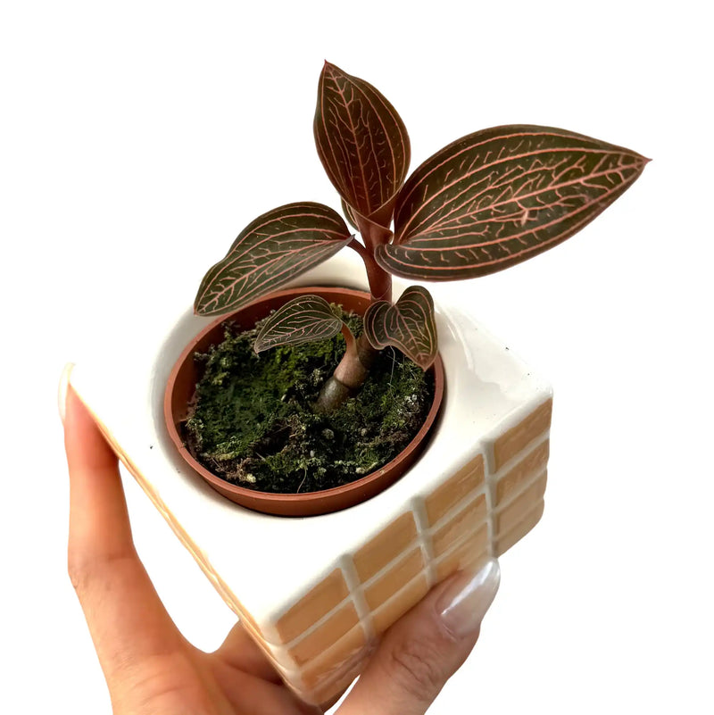 Anoectochilus roxburghii x Ludisia discolor - Spiderman