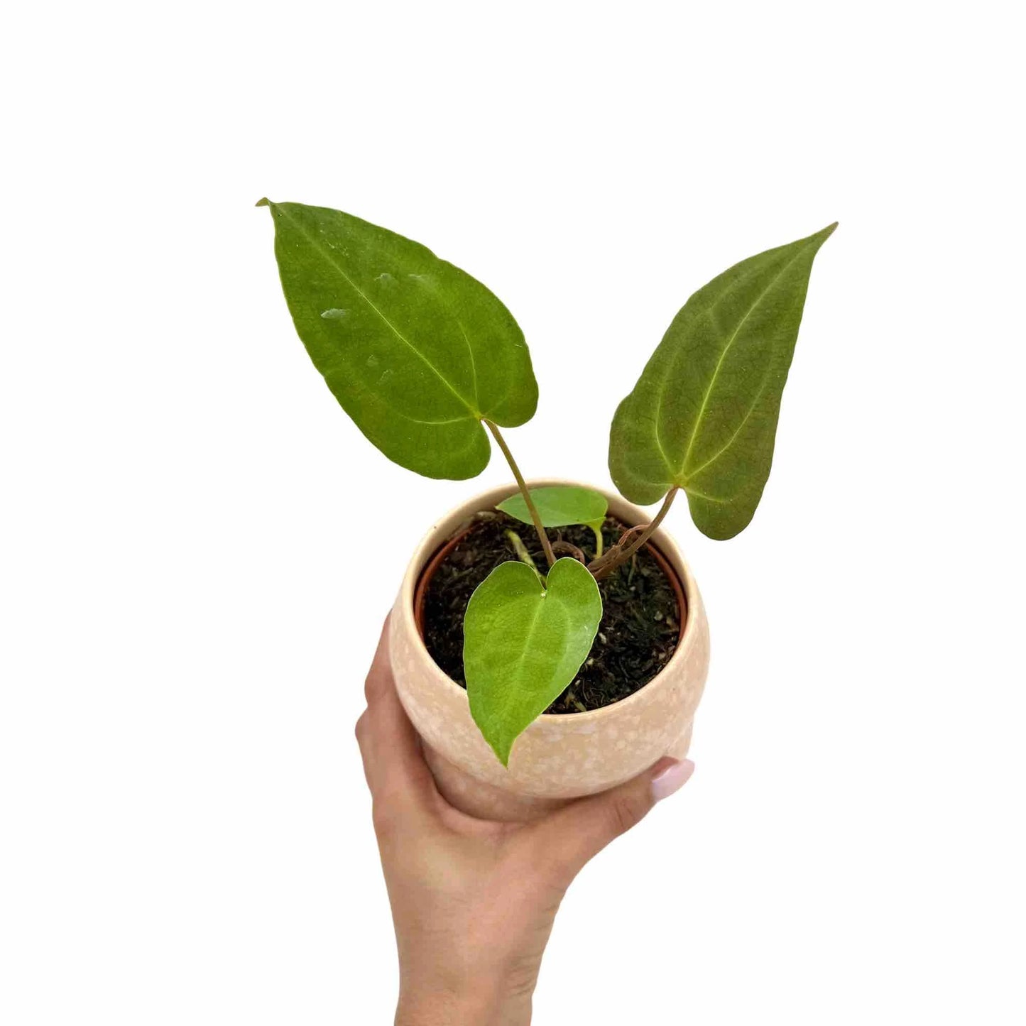 Anthurium Ace of Spade x Blue Papillillaminum