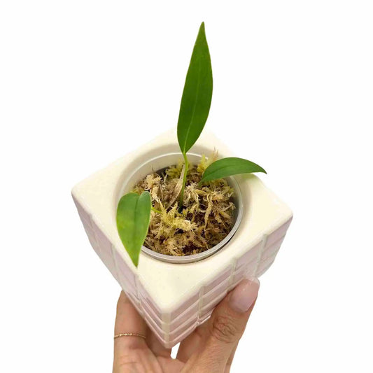 Anthurium Bakeri