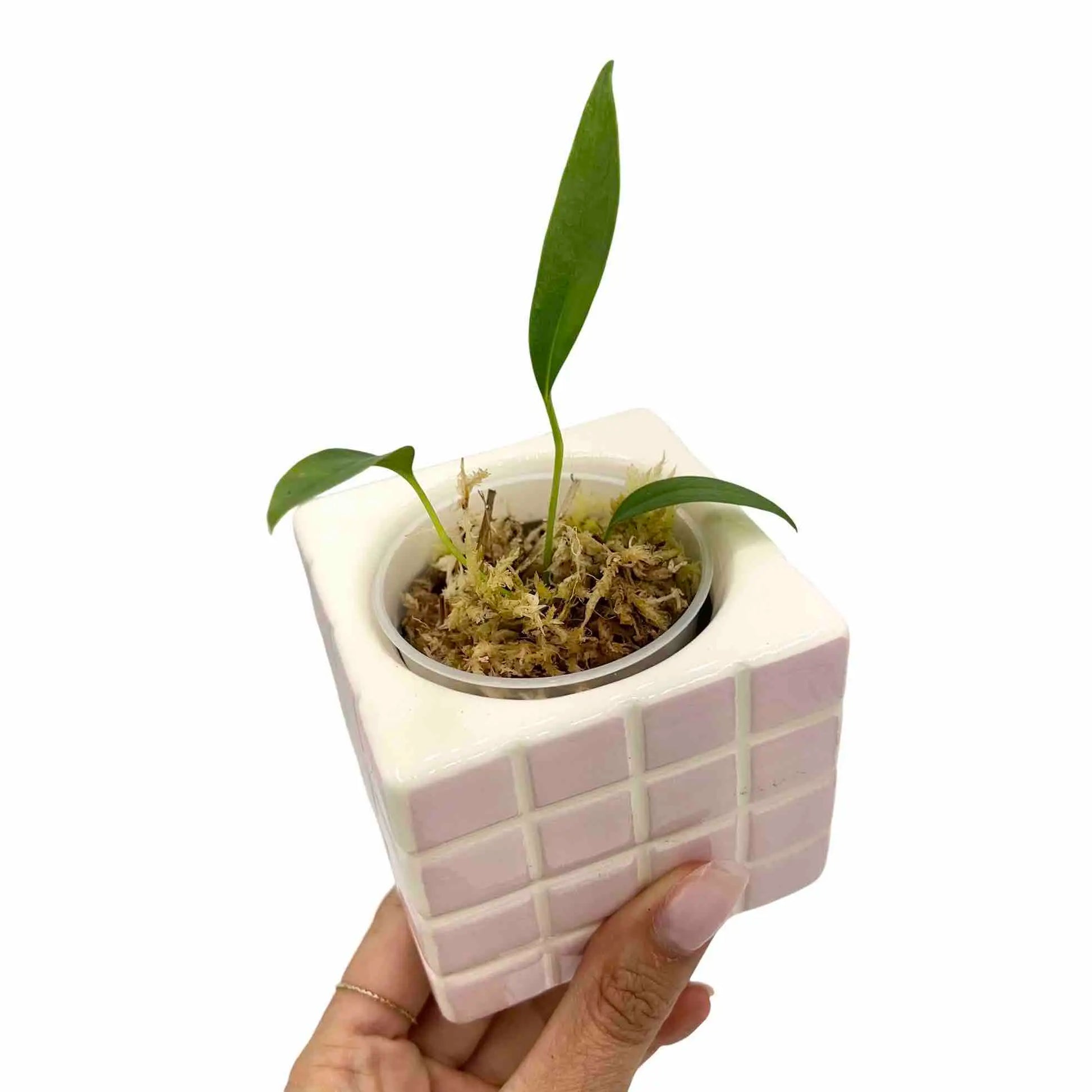Anthurium Bakeri - plantandstories