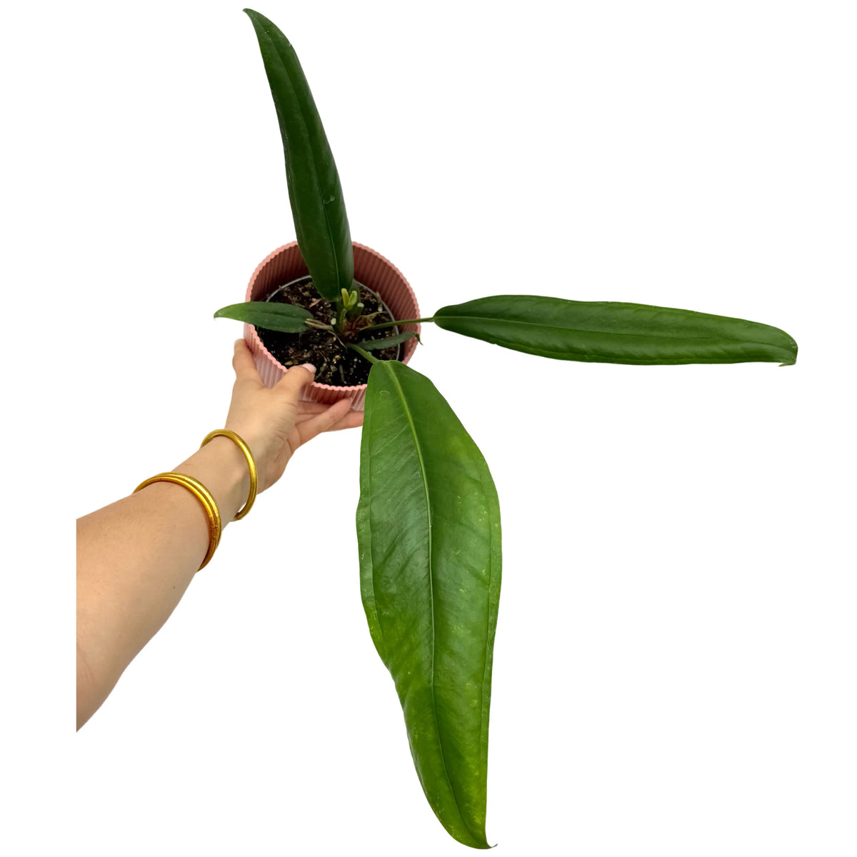 Anthurium Bakeri avec de longues feuilles vertes foncées brillantes, planté dans un pot strié rose clair