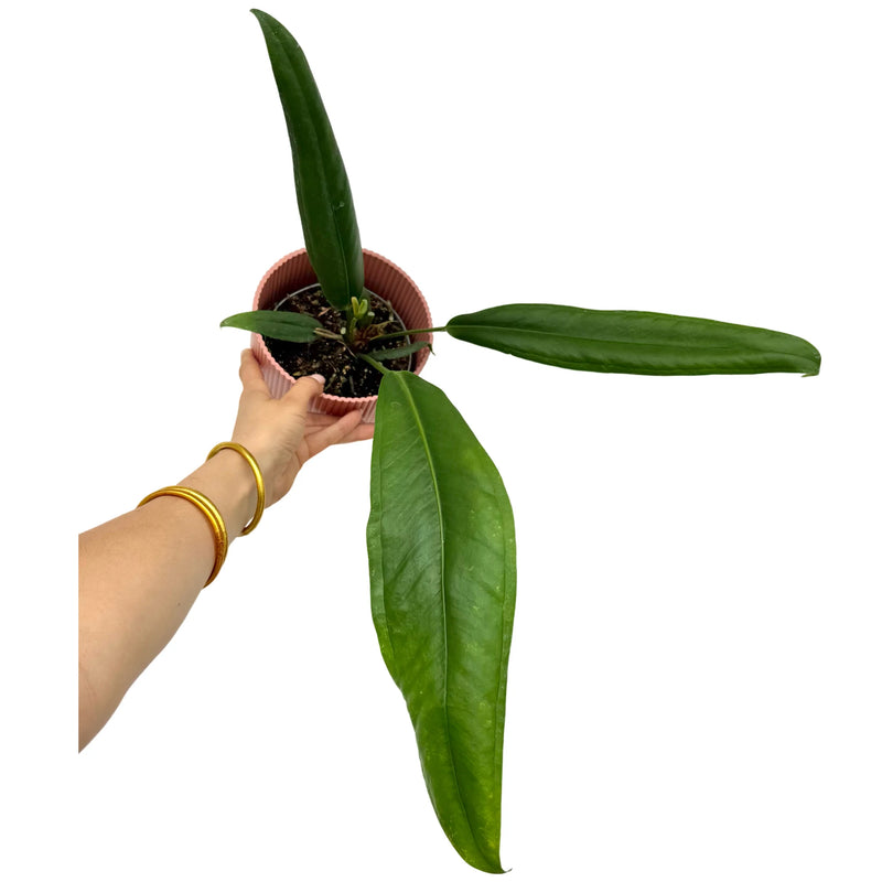 Anthurium Bakeri