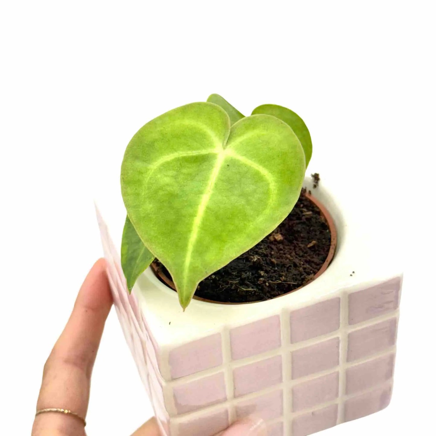 Anthurium Clarinervium