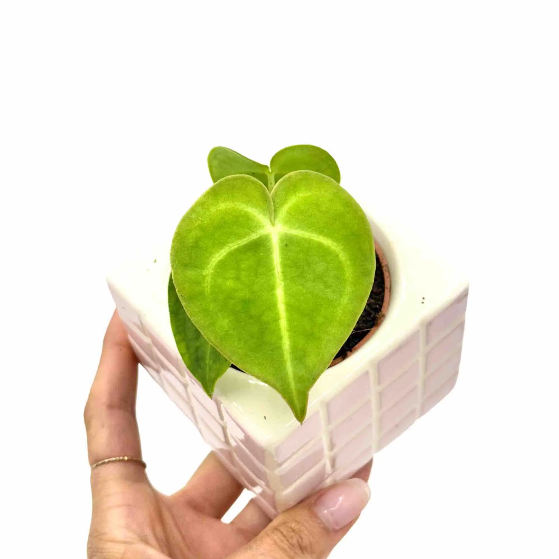 anthurium clarinervium mexico Anthurium Clarinervium Plant Spectacular Foliage – plantandstories