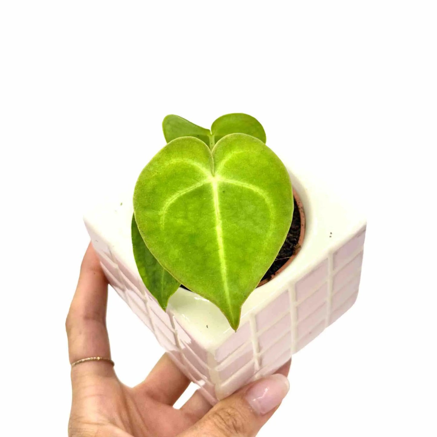 Anthurium Clarinervium