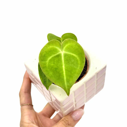 Anthurium Clarinervium