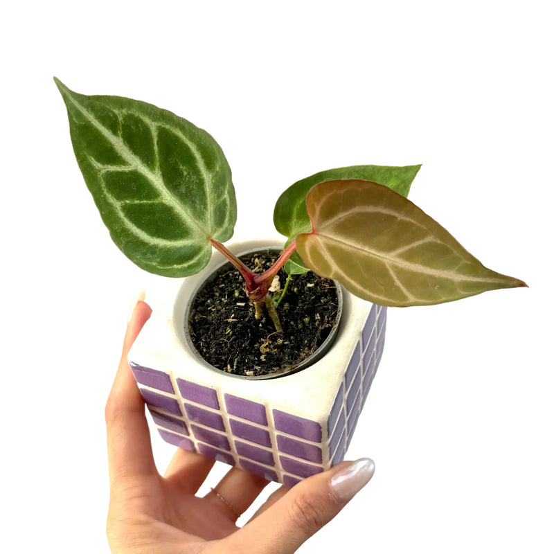 Anthurium Crystallinum