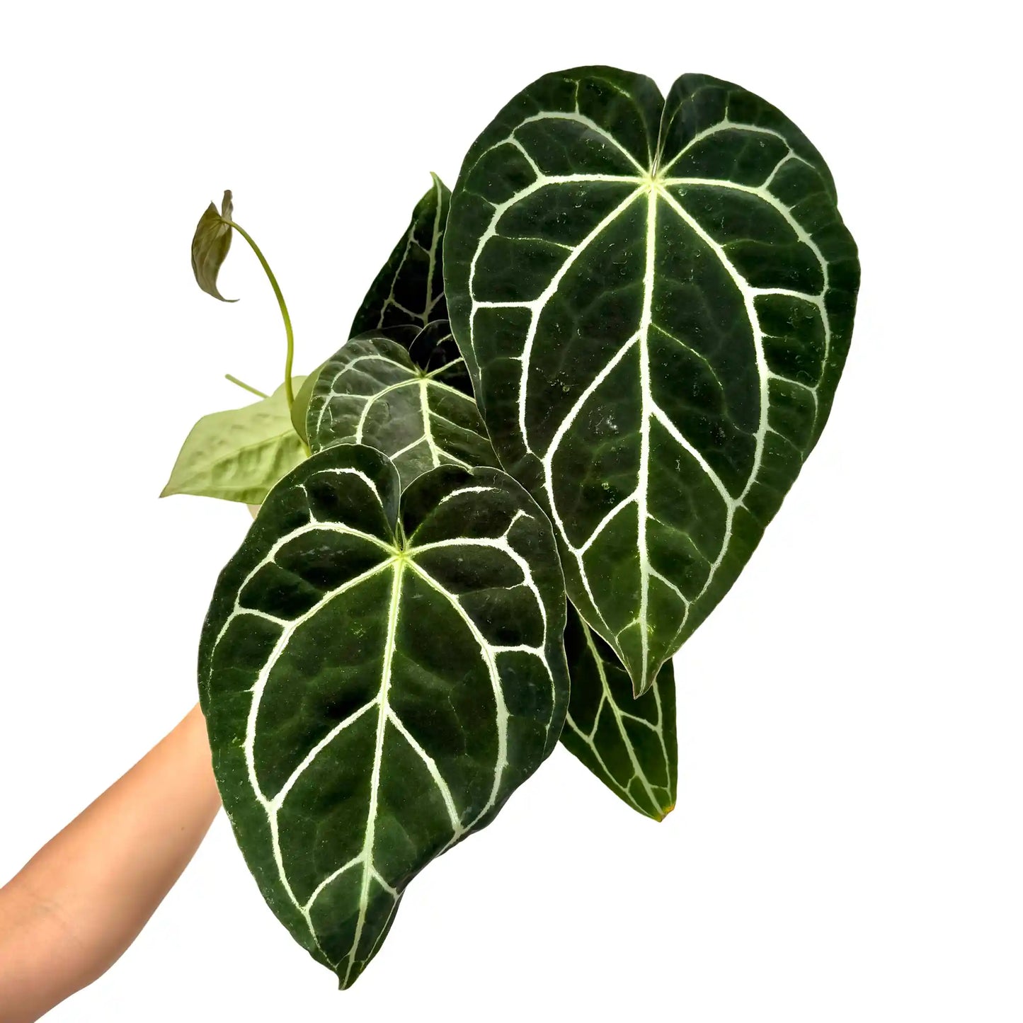 Anthurium crystallinum aux grandes feuilles vert sombre et nervures blanches, sur fond uni