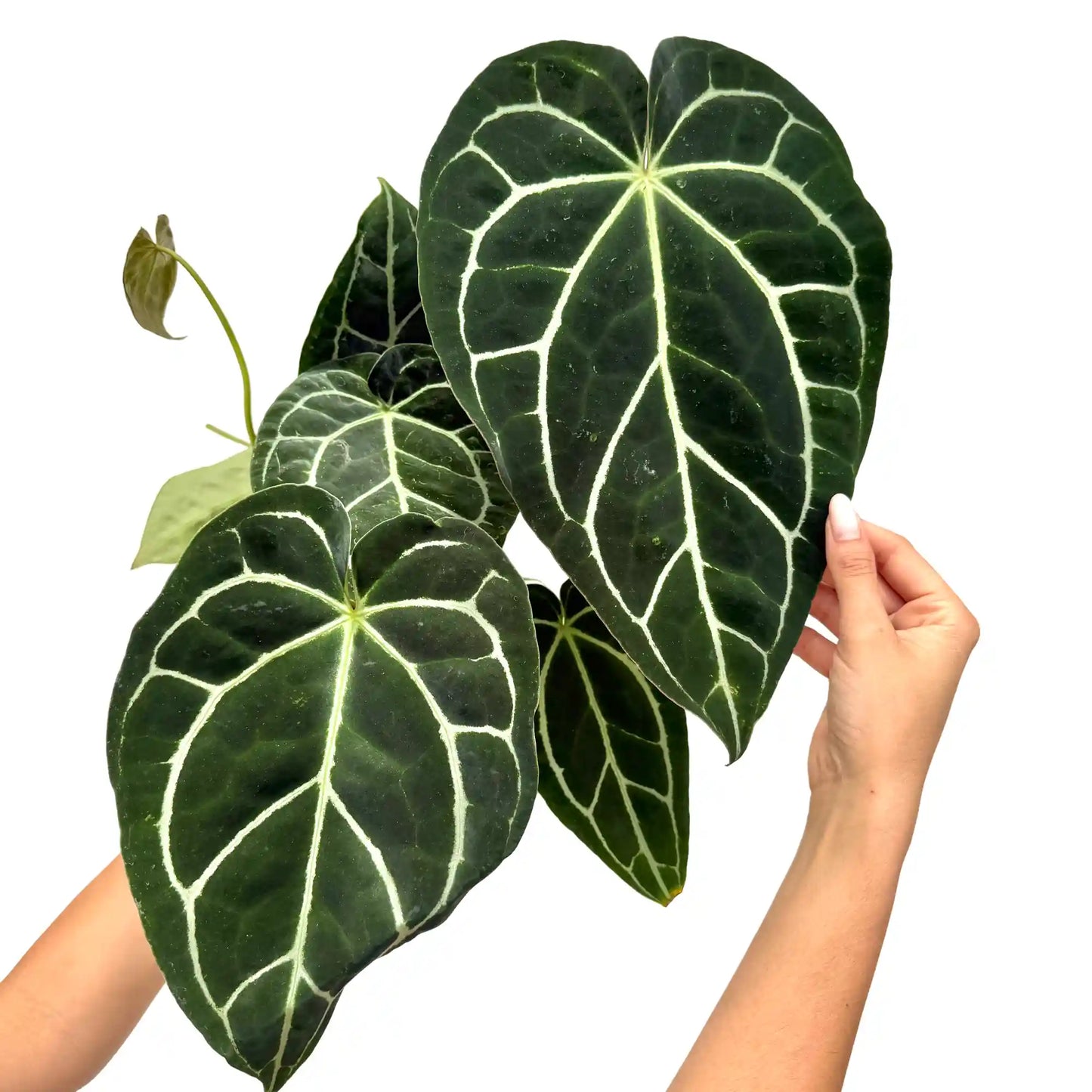 Superbe anthurium crystallinum aux grandes feuilles vert foncé avec des nervures blanches très contrastées