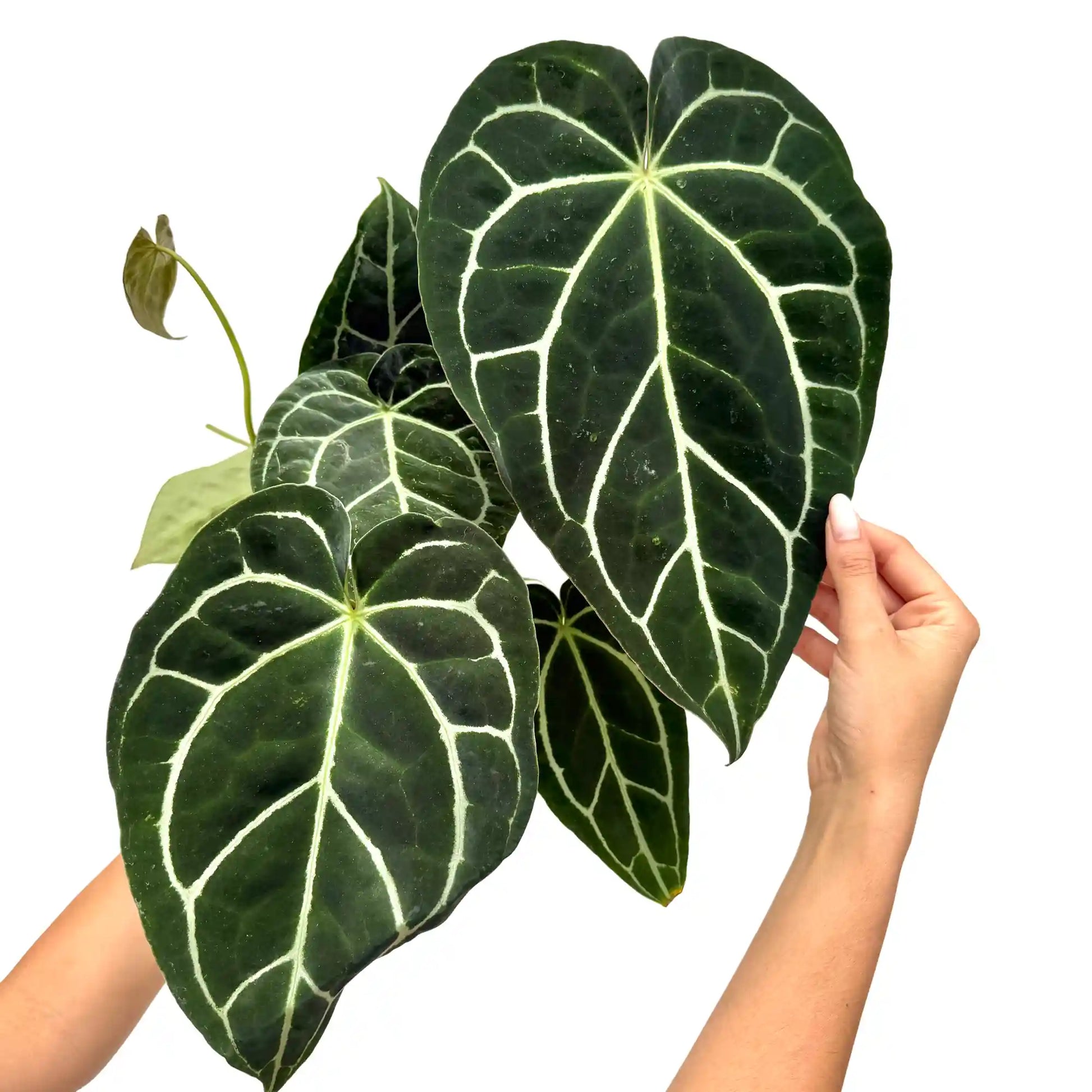 Superbe anthurium crystallinum aux grandes feuilles vert foncé avec des nervures blanches très contrastées