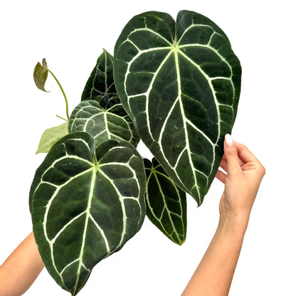 Superbe anthurium crystallinum aux grandes feuilles vert foncé avec des nervures blanches très contrastées