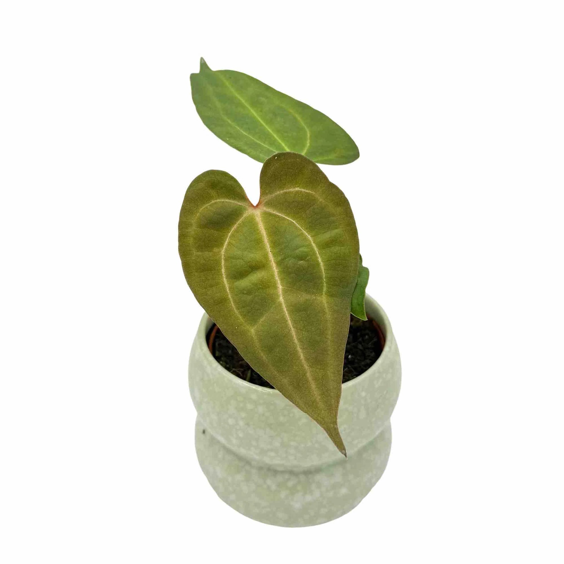 Anthurium Dark mama x Ace of spade - plantandstories
