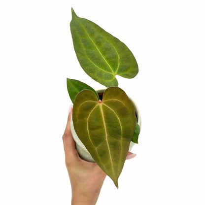 Anthurium Dark mama x Ace of spade - plantandstories