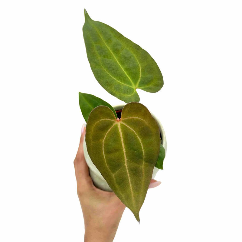 Anthurium Dark mama x Ace of spade
