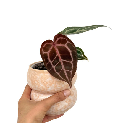 Anthurium Docblock Michelle