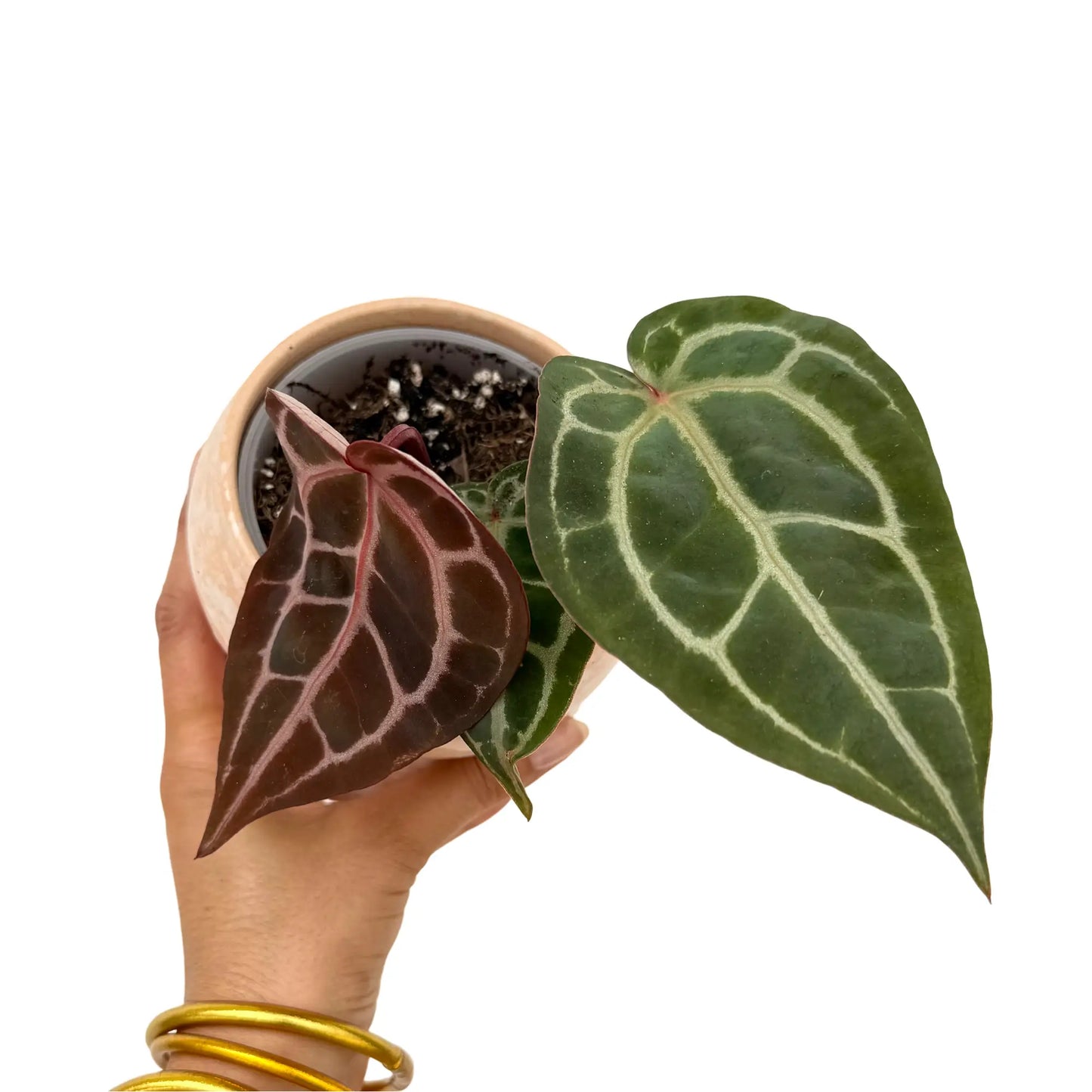Anthurium Docblock Michelle