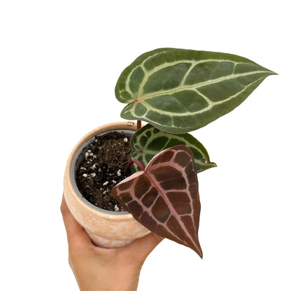 Anthurium Docblock Michelle