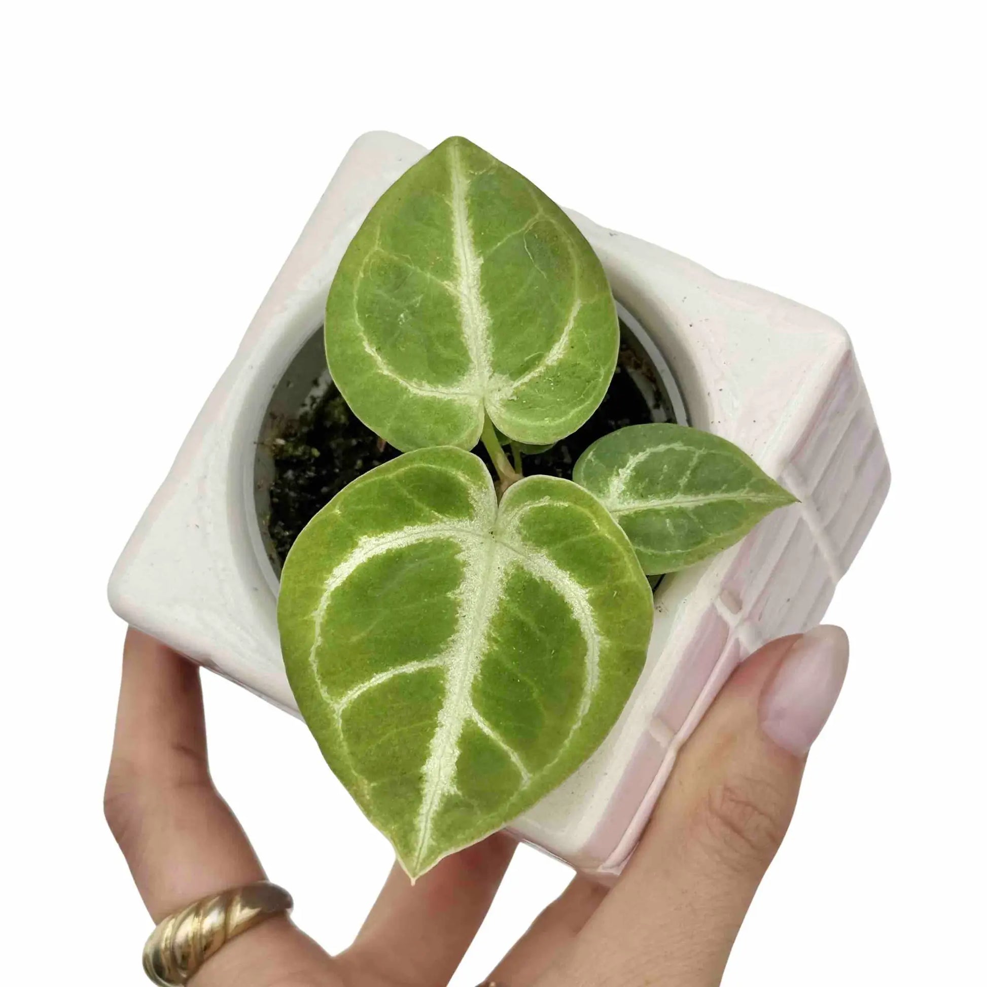 Anthurium Dorayaki - plantandstories
