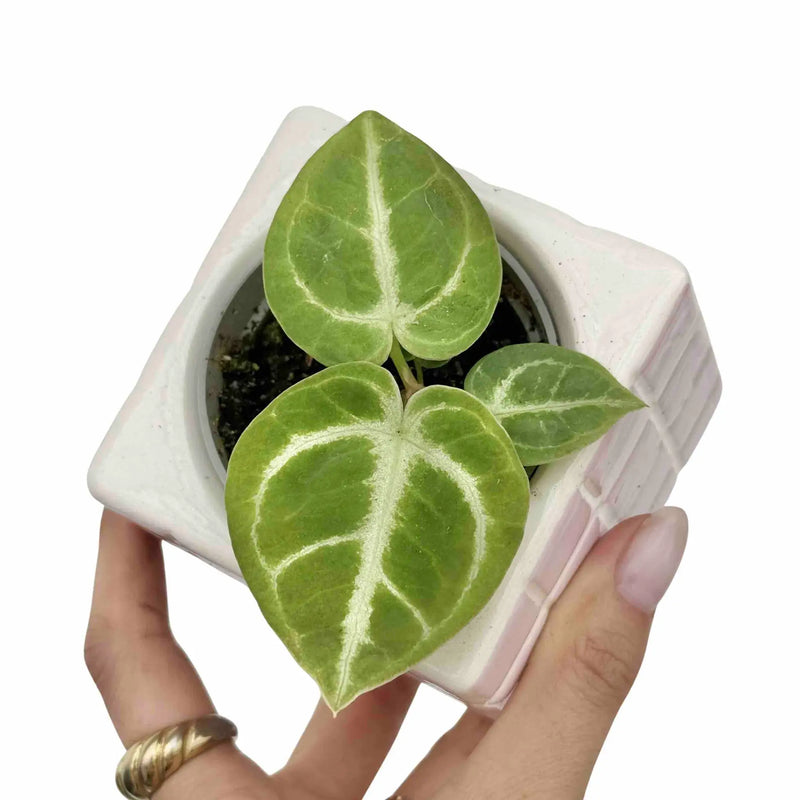 Anthurium Dorayaki
