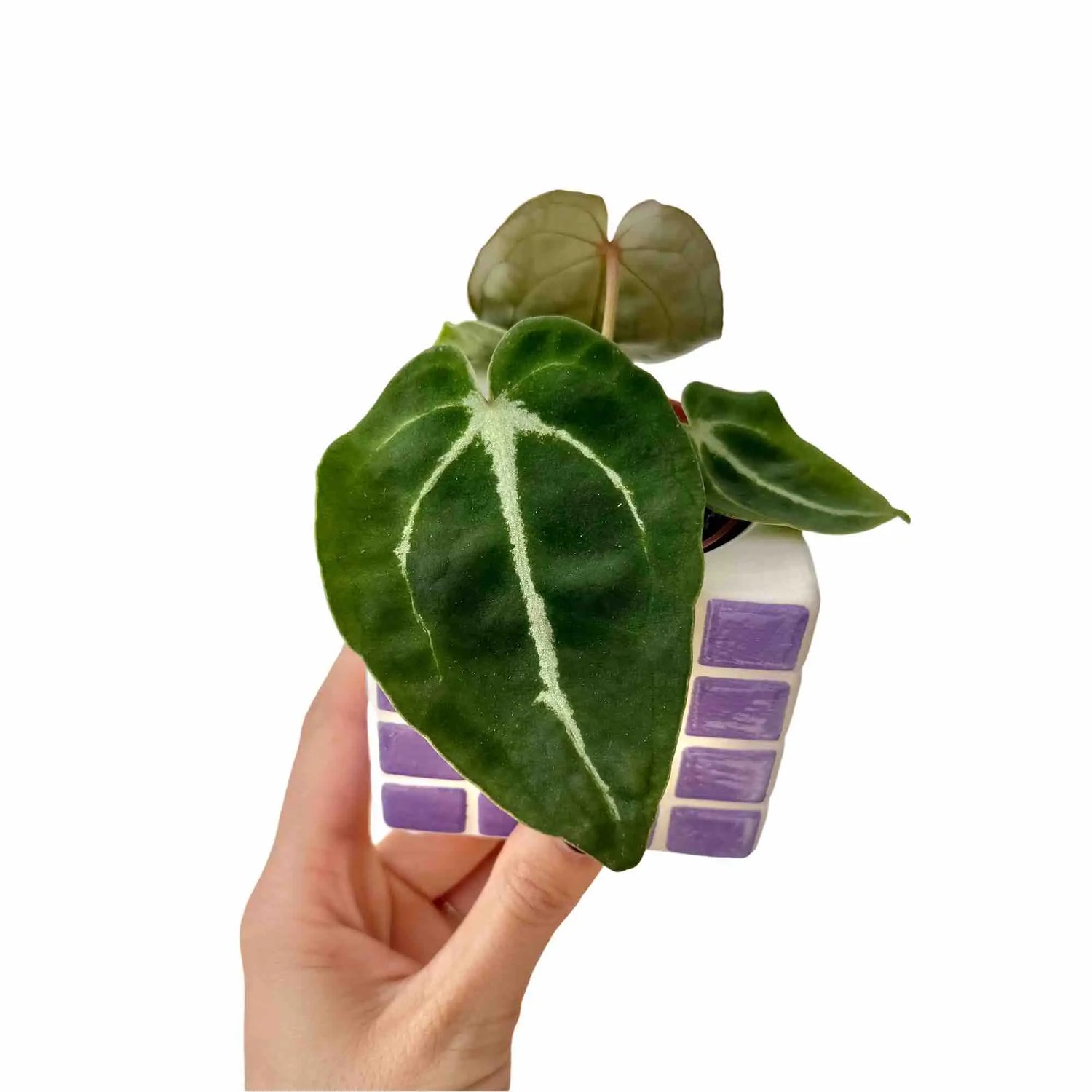 Anthurium Forgetii avec un feuillage vert foncé et des nervures claires, dans un pot blanc et violet