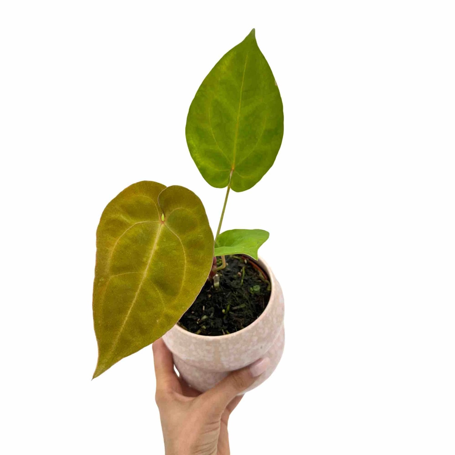 Anthurium King of Spades x Forgetii x Goliath avec un feuillage aux feuilles vertes et marron, dans un petit pot rose clair