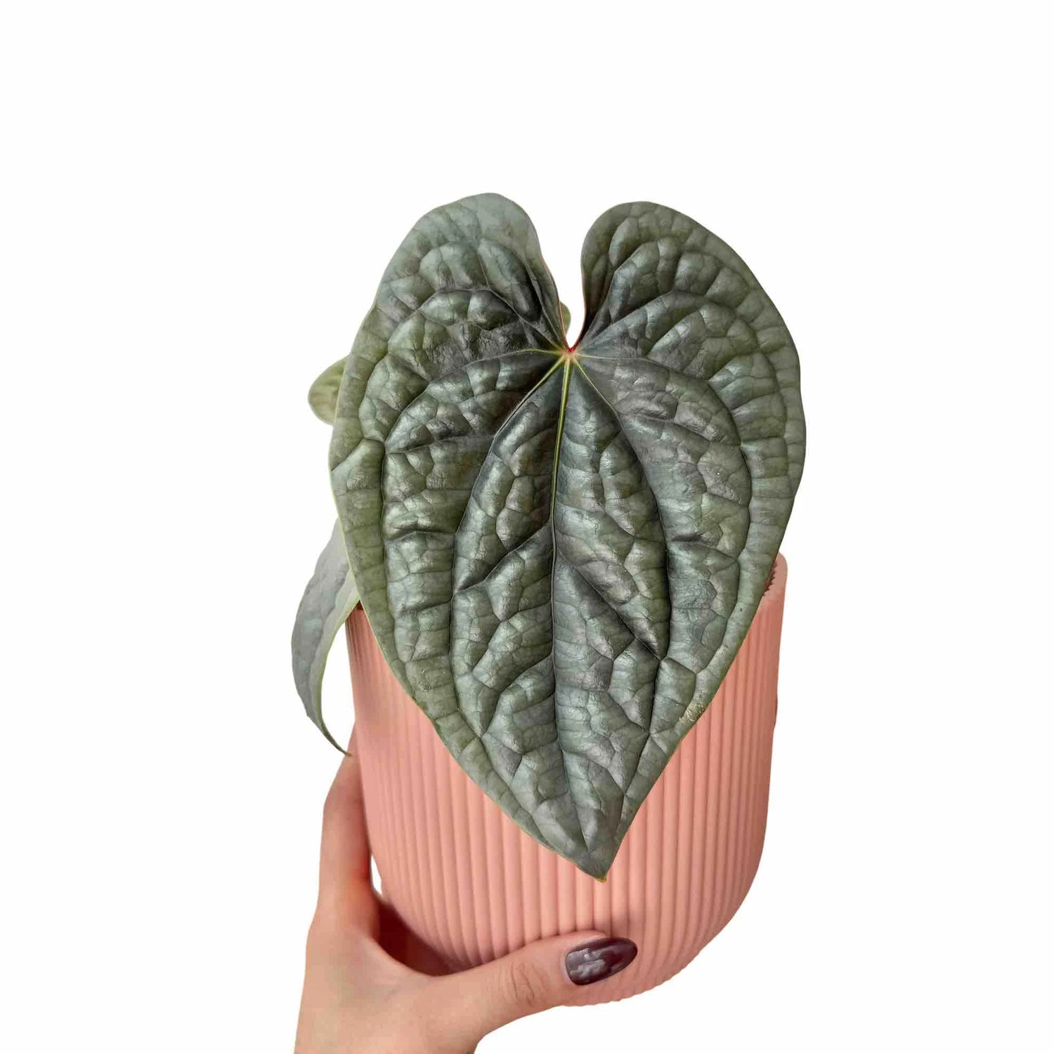 Anthurium Luxurians, une plante tropicale au feuillage texturé vert foncé, présentée dans un pot rose clair côtelé