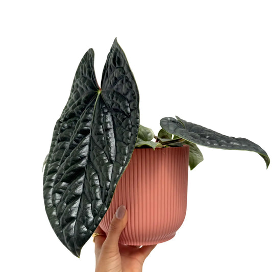 Anthurium Luxurians, une plante tropicale aux feuilles vert foncé texturées, dans un élégant pot rose saumon nervuré