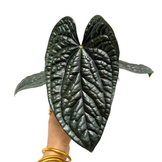 Feuille d'Anthurium Luxurians d'un vert très foncé, presque noir, aux nervures bien marquées