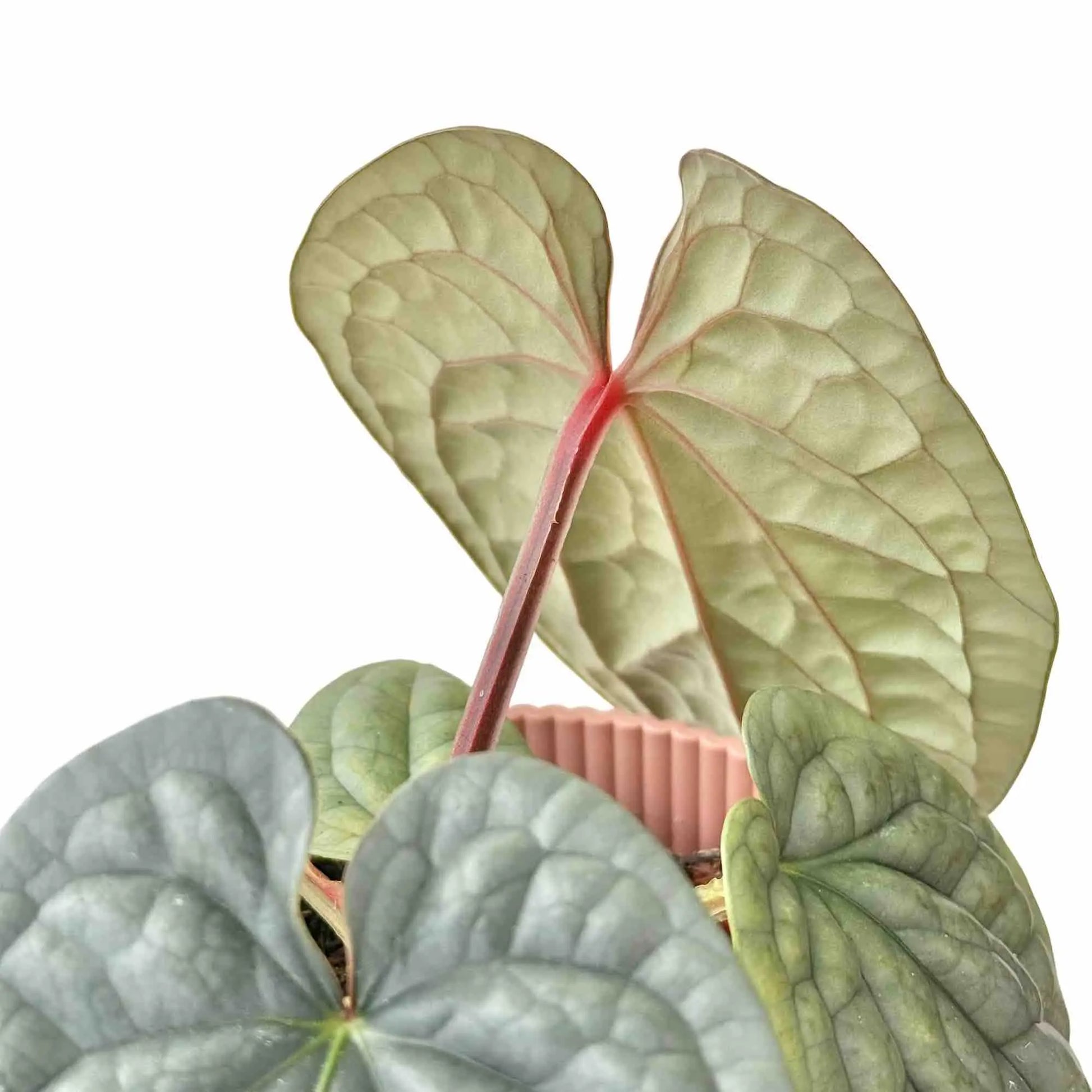 annual production of anthurium Anthurium Luxurians Embossed Foliage French Production – plantandstories
