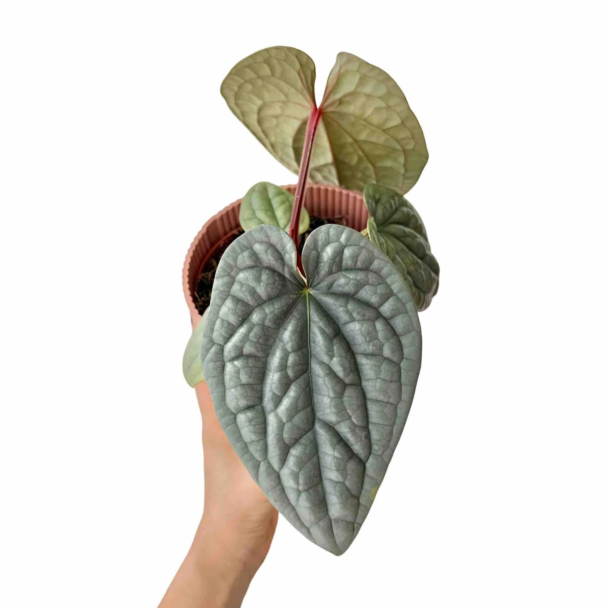 anthurium luxurians humidity Anthurium Luxurians Embossed Foliage French Production – plantandstories