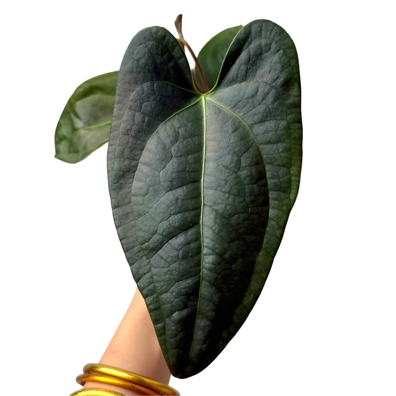 Anthurium Napo