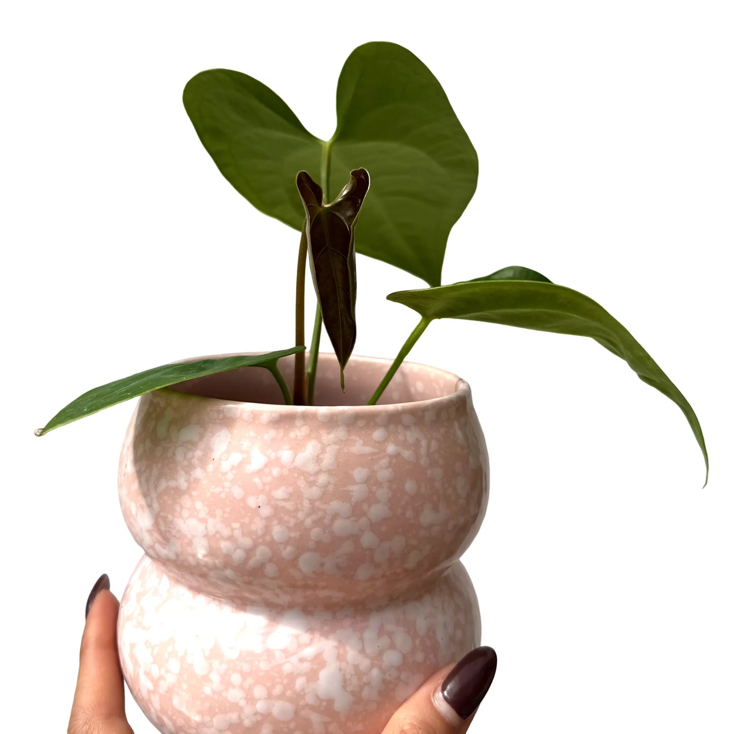 Anthurium Napo - plantandstories