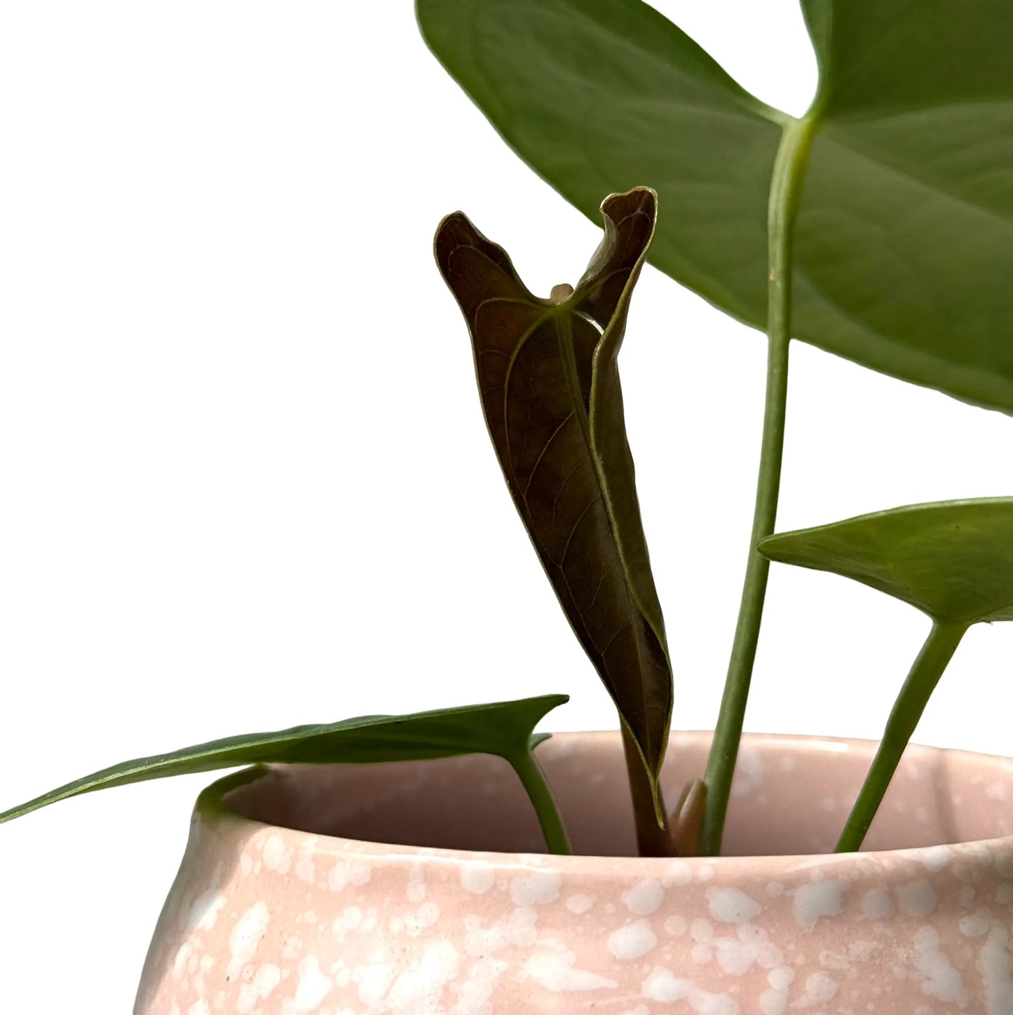 Anthurium Napo - plantandstories