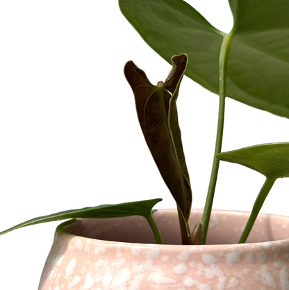 Anthurium Napo - plantandstories