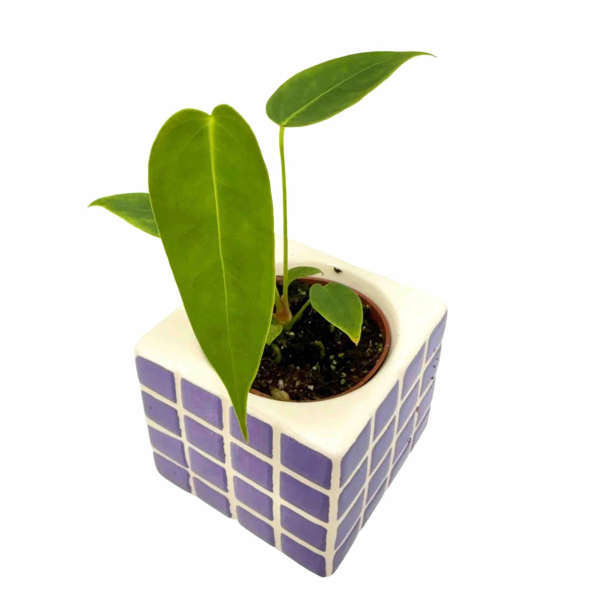 Anthurium Peltigerum - plantandstories